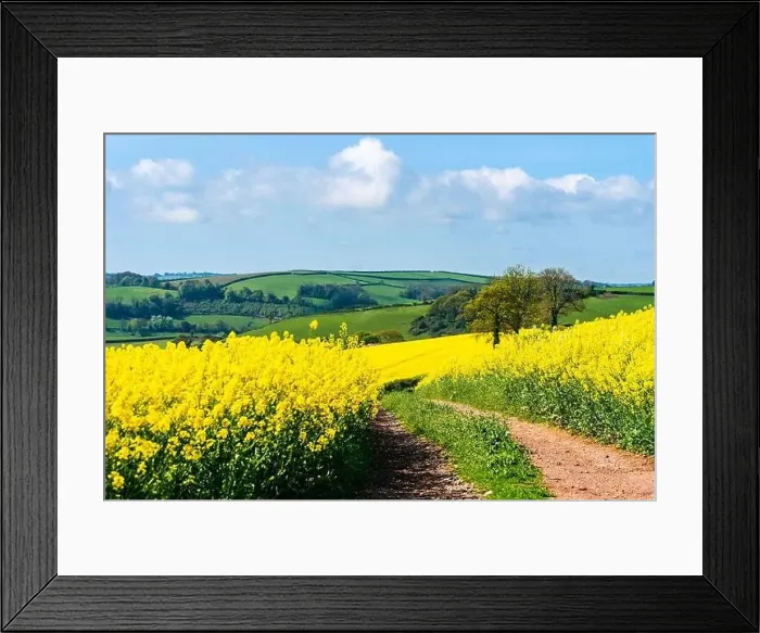 Framed Print : Rapeseed fields and farms, Devon, England Framed Print : Rapeseed fields and farms, Devon, England