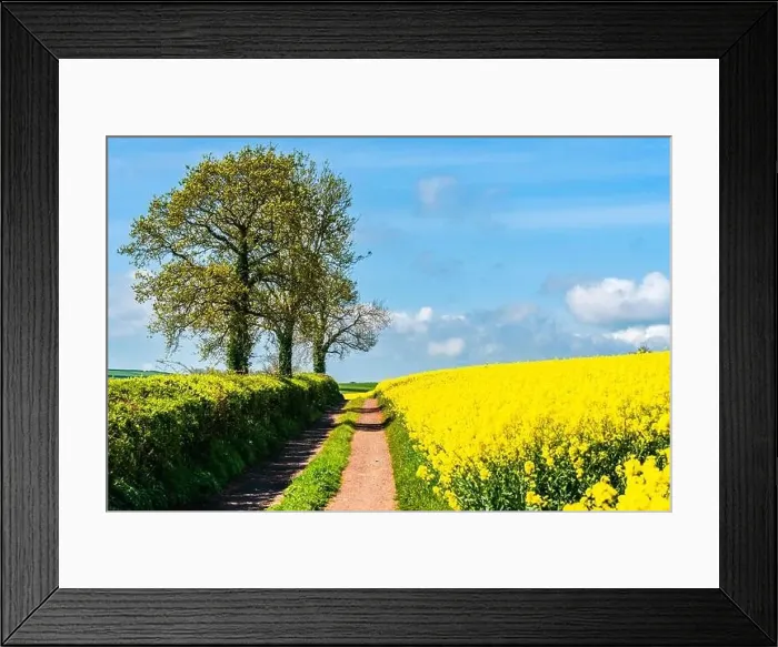 Framed Print : Panorama of Rapeseed fields and farms, Devon, England Framed Print : Panorama of Rapeseed fields and farms, Devon, England