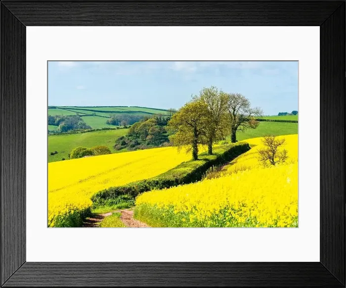 Framed Print : Rapeseed fields and farms, Devon, England Framed Print : Rapeseed fields and farms, Devon, England