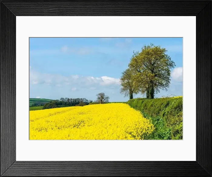 Framed Print : Rapeseed fields and farms, Devon, England Framed Print : Rapeseed fields and farms, Devon, England