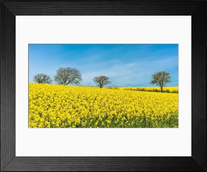 Framed Print : Rapeseed fields and farms, Devon, England Framed Print : Rapeseed fields and farms, Devon, England