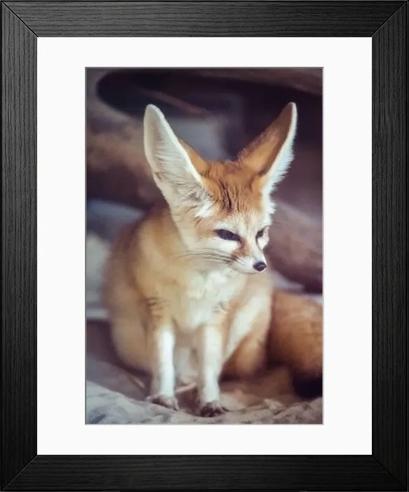 Framed Print : Fennic Fox