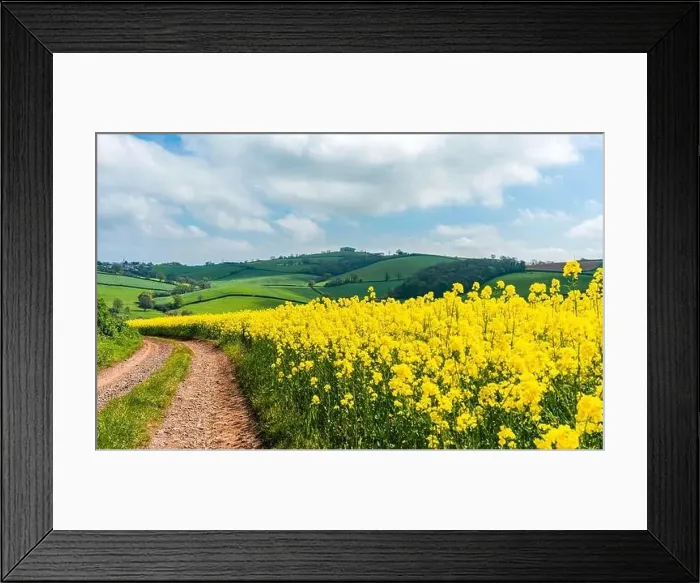 Framed Print : Panorama of Rapeseed fields and farms, Devon, England Framed Print : Panorama of Rapeseed fields and farms, Devon, England