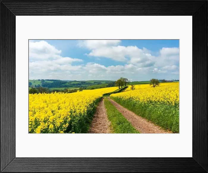 Framed Print : Rapeseed fields and farms, Devon, England Framed Print : Rapeseed fields and farms, Devon, England