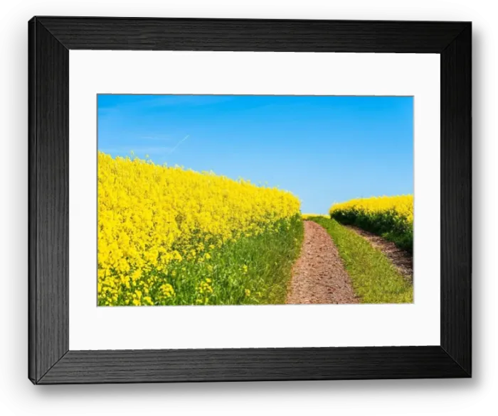 Framed Print : Rapeseed fields and farms, Devon, England Framed Print : Rapeseed fields and farms, Devon, England