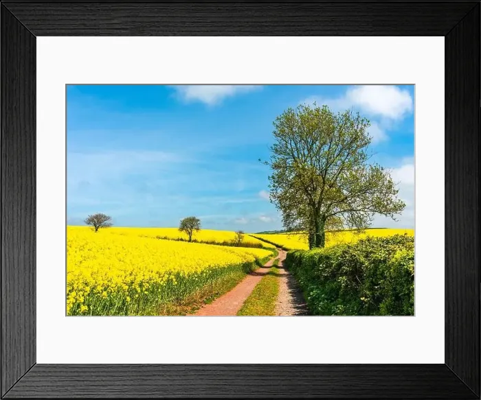 Framed Print : Rapeseed fields and farms, Devon, England Framed Print : Rapeseed fields and farms, Devon, England