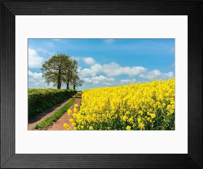 Framed Print : Rapeseed fields and farms, Devon, England Framed Print : Rapeseed fields and farms, Devon, England