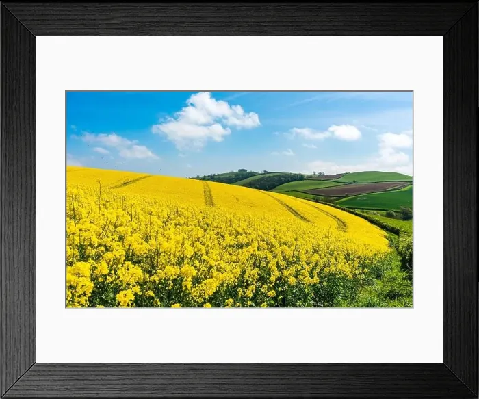 Framed Print : Rapeseed fields and farms, Devon, England Framed Print : Rapeseed fields and farms, Devon, England