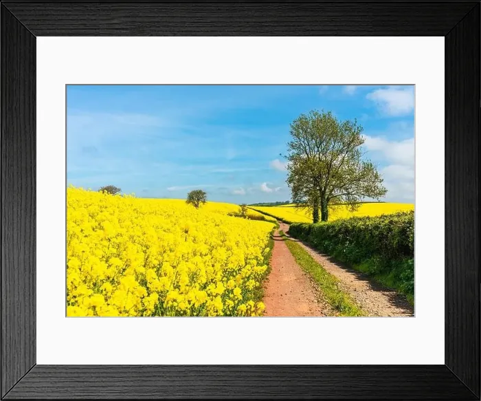 Framed Print : Rapeseed fields and farms, Devon, England Framed Print : Rapeseed fields and farms, Devon, England