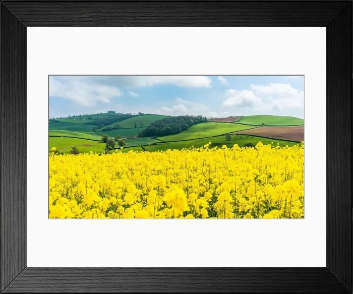 Framed Print : Rapeseed fields and farms, Devon, England Framed Print : Rapeseed fields and farms, Devon, England