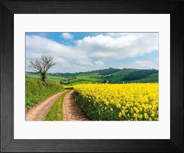 Framed Print : Rapeseed fields and farms, Devon, England Framed Print : Rapeseed fields and farms, Devon, England