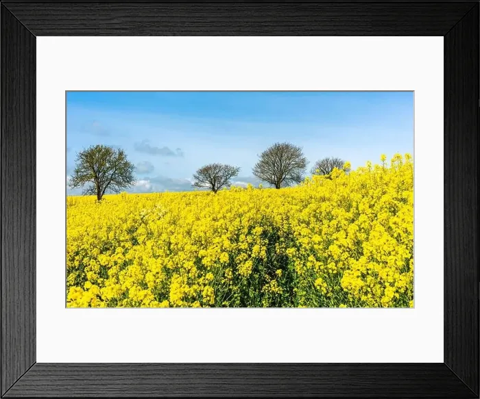 Framed Print : Rapeseed fields and farms, Devon, England Framed Print : Rapeseed fields and farms, Devon, England
