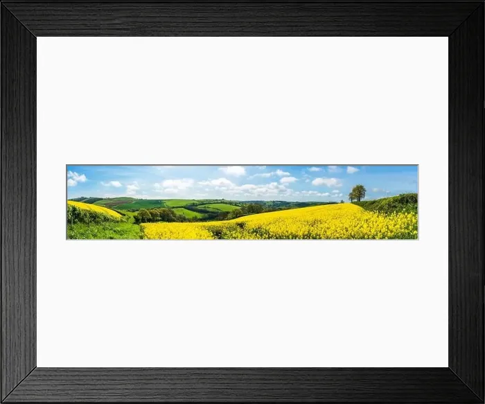 Framed Print : Panorama of Rapeseed fields and farms, Devon, England Framed Print : Panorama of Rapeseed fields and farms, Devon, England