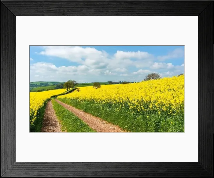 Framed Print : Rapeseed fields and farms, Devon, England Framed Print : Rapeseed fields and farms, Devon, England