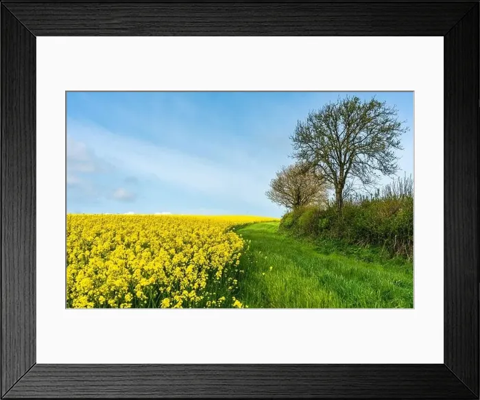 Framed Print : Rapeseed fields and farms, Devon, England Framed Print : Rapeseed fields and farms, Devon, England