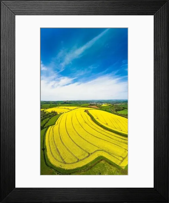 Framed Print : Rapeseed fields and farms from a drone, Devon, England Framed Print : Rapeseed fields and farms from a drone, Devon, England