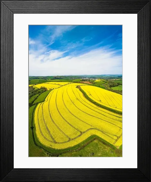 Framed Print : Rapeseed fields and farms from a drone, Devon, England Framed Print : Rapeseed fields and farms from a drone, Devon, England