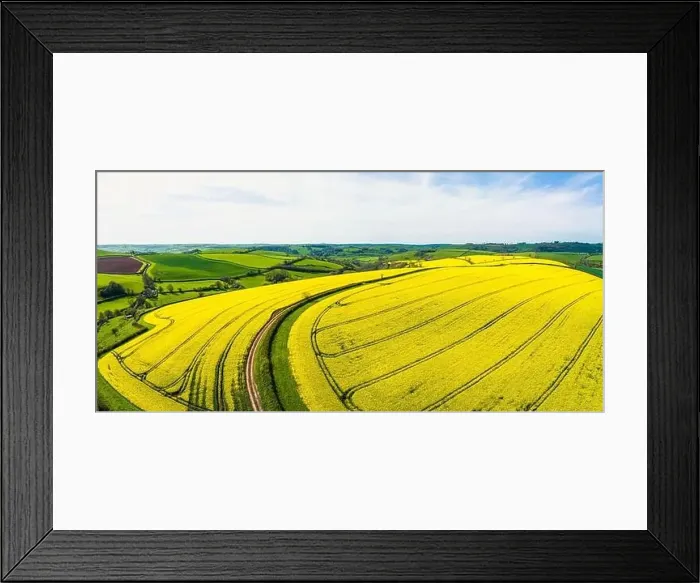 Framed Print : Rapeseed fields and farms from a drone, Devon, England Framed Print : Rapeseed fields and farms from a drone, Devon, England