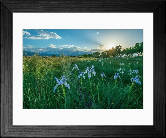 Framed Print : The fields outside of Bishop, Inyo County, CA, USA, can burst with wildflowers such as iris or lupine in May each year Framed Print : The fields outside of Bishop, Inyo County, CA, USA, can burst with wildflowers such as iris or lupine in May each year