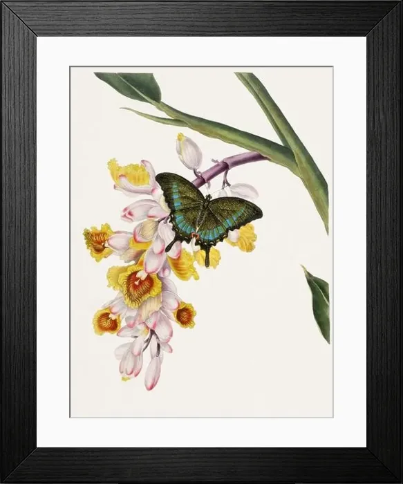 Framed Print : Antique butterfly illustration. Beautiful butterflies on beige watercolor paper background Framed Print : Antique butterfly illustration. Beautiful butterflies on beige watercolor paper background