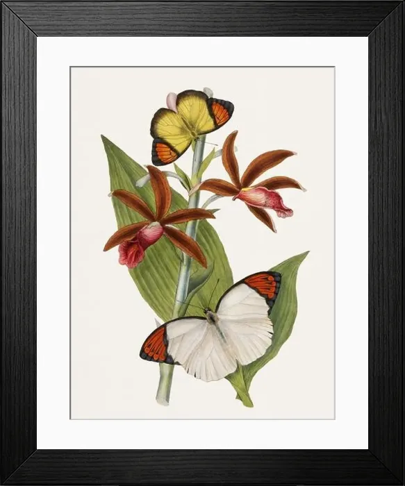Framed Print : Antique butterfly illustration. Beautiful butterflies on beige watercolor paper background Framed Print : Antique butterfly illustration. Beautiful butterflies on beige watercolor paper background