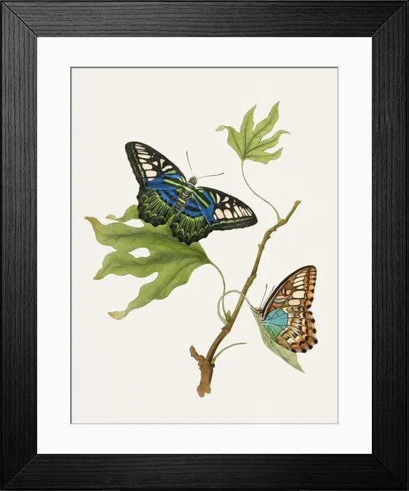 Framed Print : Antique butterfly illustration. Beautiful butterflies on beige watercolor paper background Framed Print : Antique butterfly illustration. Beautiful butterflies on beige watercolor paper background