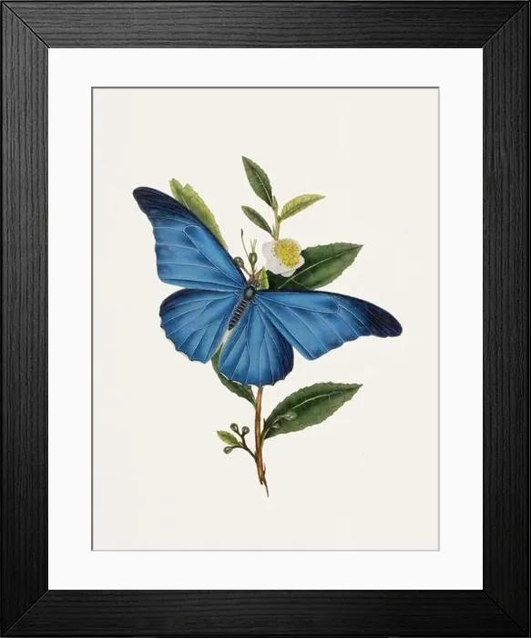Framed Print : Antique butterfly illustration. Beautiful butterflies on beige watercolor paper background Framed Print : Antique butterfly illustration. Beautiful butterflies on beige watercolor paper background