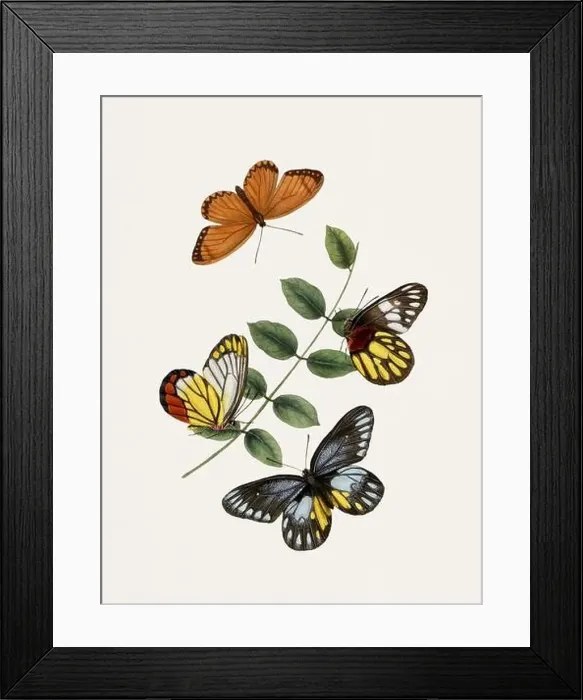 Framed Print : Antique butterfly illustration. Beautiful butterflies on beige watercolor paper background Framed Print : Antique butterfly illustration. Beautiful butterflies on beige watercolor paper background