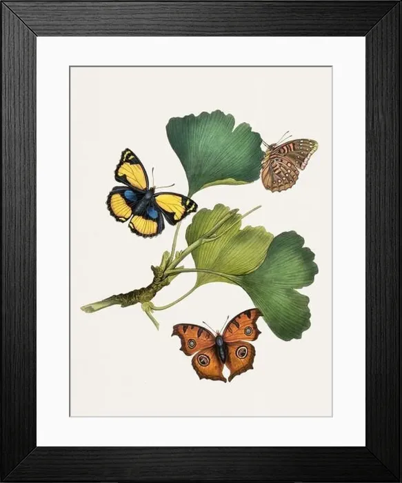 Framed Print : Antique butterfly illustration. Beautiful butterflies on beige watercolor paper background Framed Print : Antique butterfly illustration. Beautiful butterflies on beige watercolor paper background