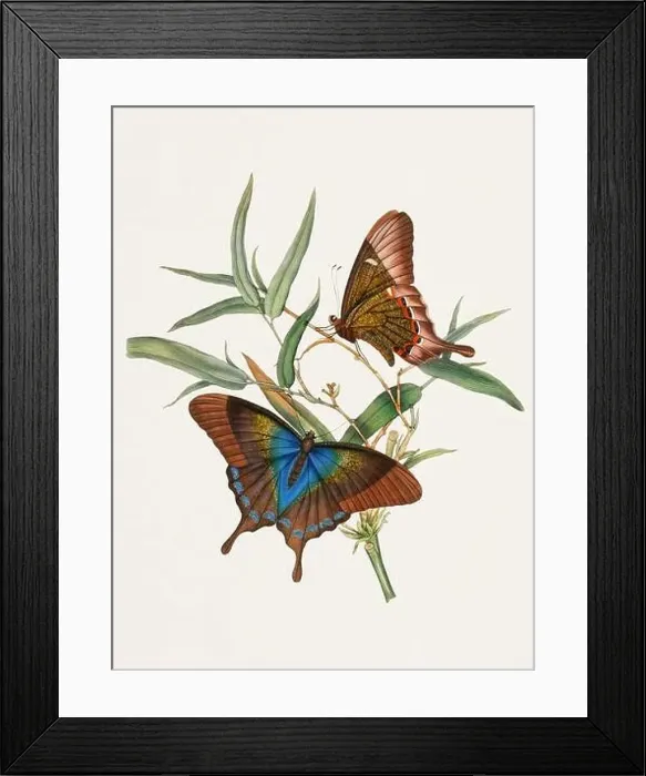 Framed Print : Antique butterfly illustration. Beautiful butterflies on beige watercolor paper background Framed Print : Antique butterfly illustration. Beautiful butterflies on beige watercolor paper background