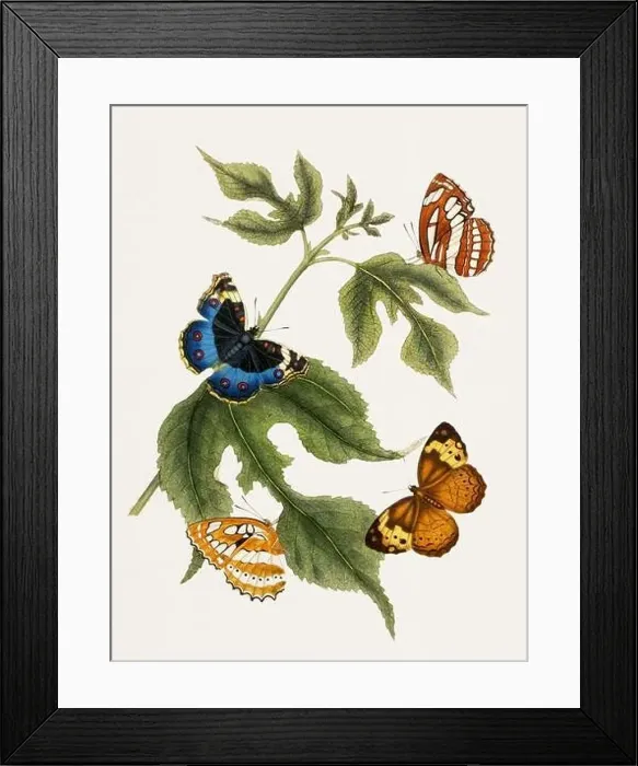 Framed Print : Antique butterfly illustration. Beautiful butterflies on beige watercolor paper background Framed Print : Antique butterfly illustration. Beautiful butterflies on beige watercolor paper background