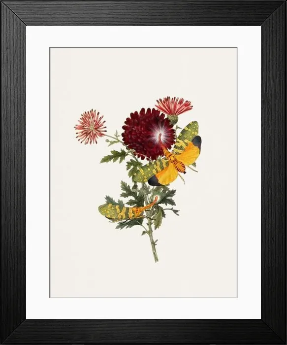 Framed Print : Antique butterfly illustration. Beautiful butterflies on beige watercolor paper background Framed Print : Antique butterfly illustration. Beautiful butterflies on beige watercolor paper background