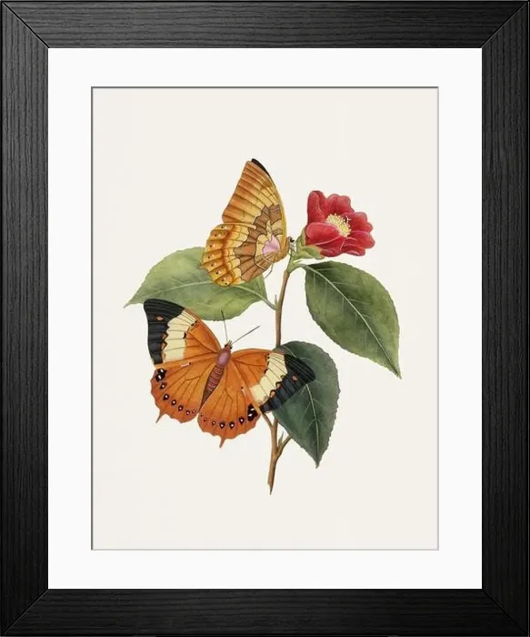 Framed Print : Antique butterfly illustration. Beautiful butterflies on beige watercolor paper background Framed Print : Antique butterfly illustration. Beautiful butterflies on beige watercolor paper background