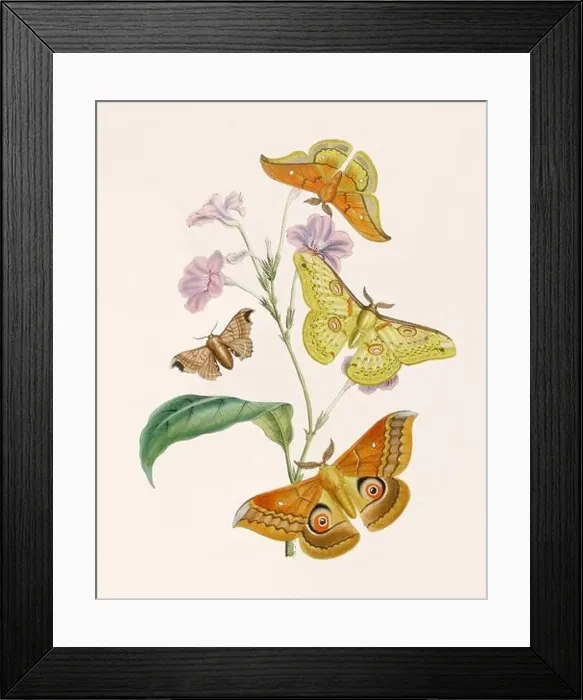 Framed Print : Antique butterfly illustration. Beautiful butterflies on beige watercolor paper background Framed Print : Antique butterfly illustration. Beautiful butterflies on beige watercolor paper background