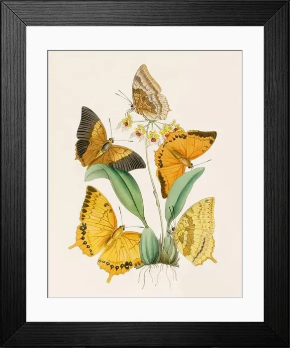 Framed Print : Antique butterfly illustration. Beautiful butterflies on beige watercolor paper background Framed Print : Antique butterfly illustration. Beautiful butterflies on beige watercolor paper background