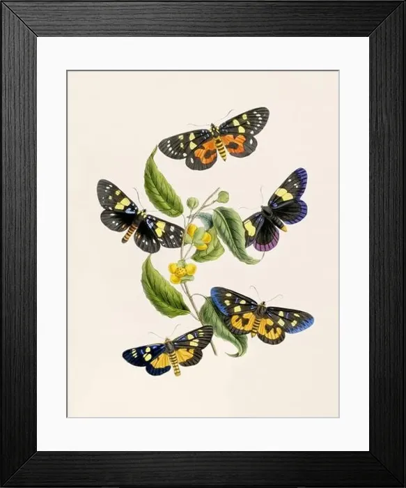 Framed Print : Antique butterfly illustration. Beautiful butterflies on beige watercolor paper background Framed Print : Antique butterfly illustration. Beautiful butterflies on beige watercolor paper background