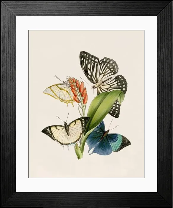 Framed Print : Antique butterfly illustration. Beautiful butterflies on beige watercolor paper background Framed Print : Antique butterfly illustration. Beautiful butterflies on beige watercolor paper background