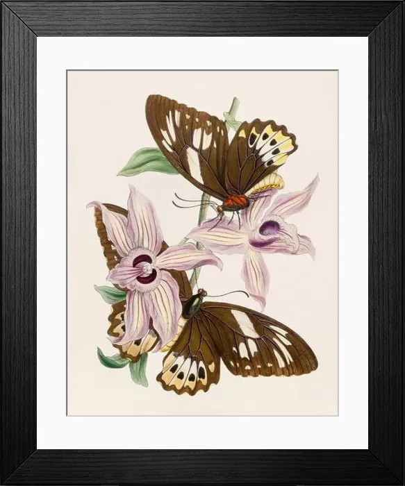 Framed Print : Antique butterfly illustration. Beautiful butterflies on beige watercolor paper background Framed Print : Antique butterfly illustration. Beautiful butterflies on beige watercolor paper background