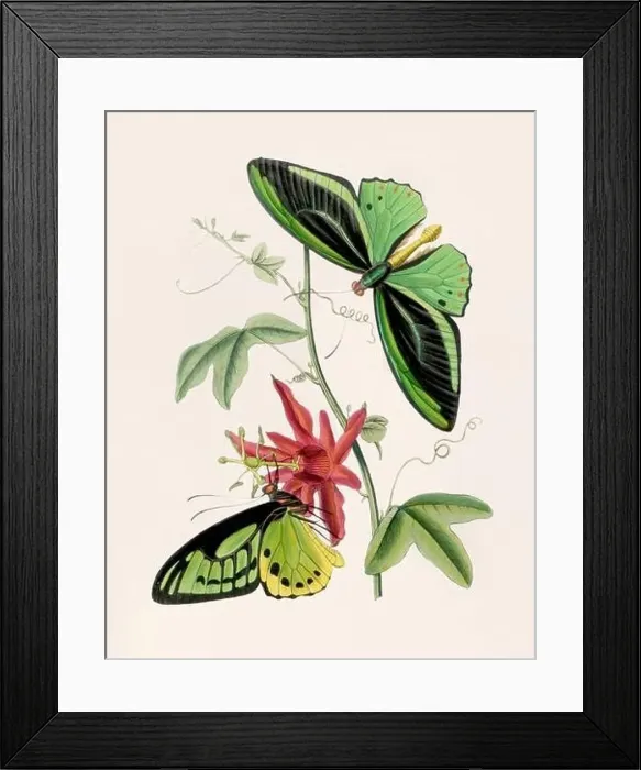 Framed Print : Antique butterfly illustration. Beautiful butterflies on beige watercolor paper background Framed Print : Antique butterfly illustration. Beautiful butterflies on beige watercolor paper background