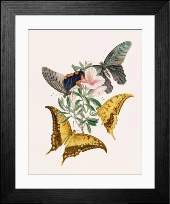 Framed Print : Antique butterfly illustration. Beautiful butterflies on beige watercolor paper background Framed Print : Antique butterfly illustration. Beautiful butterflies on beige watercolor paper background