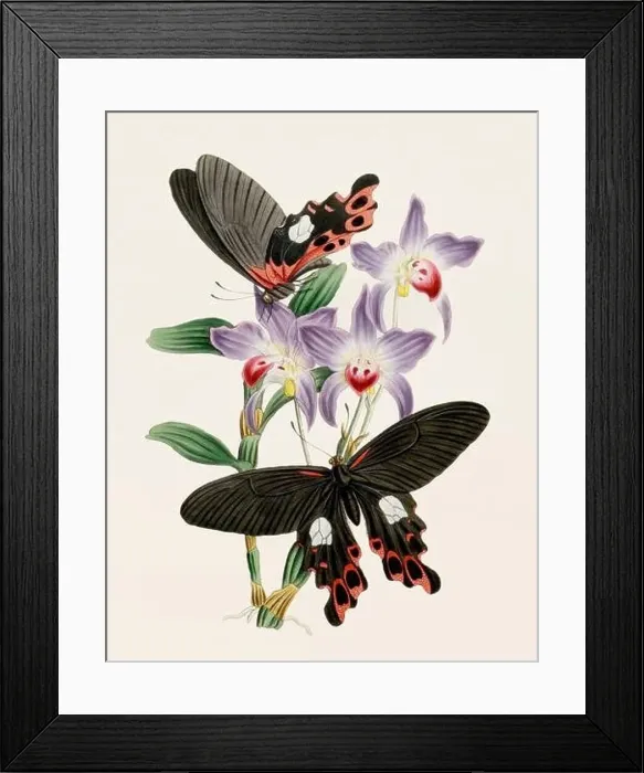 Framed Print : Antique butterfly illustration. Beautiful butterflies on beige watercolor paper background Framed Print : Antique butterfly illustration. Beautiful butterflies on beige watercolor paper background