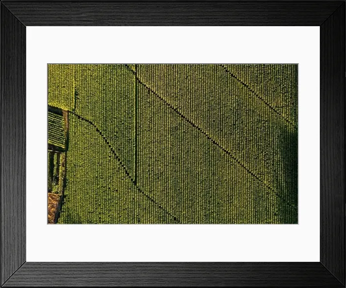 Framed Print : Aerial view of field growing tobacco in Chile. Top view from drone Framed Print : Aerial view of field growing tobacco in Chile. Top view from drone