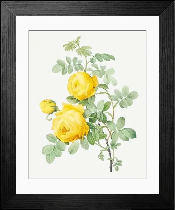 Framed Print : Rose illustration. Botanical rose flower art. Yellow Rose Framed Print : Rose illustration. Botanical rose flower art. Yellow Rose