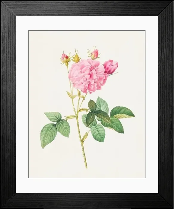 Framed Print : Beautiful Rose Flower illustration. Agatha rose Framed Print : Beautiful Rose Flower illustration. Agatha rose
