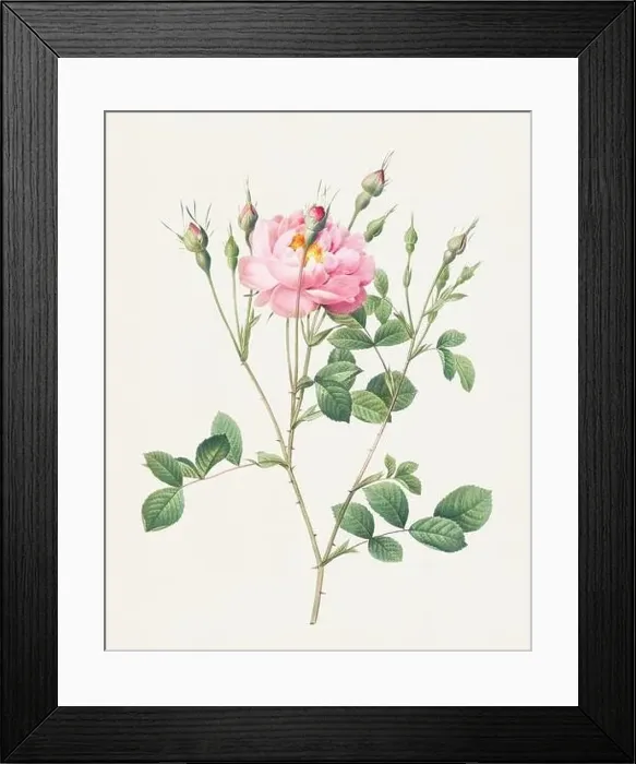 Framed Print : Beautiful Rose Flower illustration. Anemone Flowered Sweetbriar