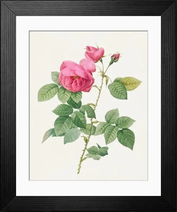 Framed Print : Beautiful Rose Flower illustration. Bourbon Rose Framed Print : Beautiful Rose Flower illustration. Bourbon Rose