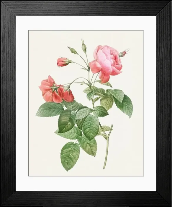 Framed Print : Beautiful Rose Flower illustration. Boursault Rose Framed Print : Beautiful Rose Flower illustration. Boursault Rose
