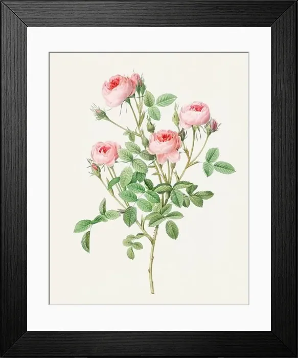 Framed Print : Beautiful Rose Flower illustration. Burgundian Rose Framed Print : Beautiful Rose Flower illustration. Burgundian Rose