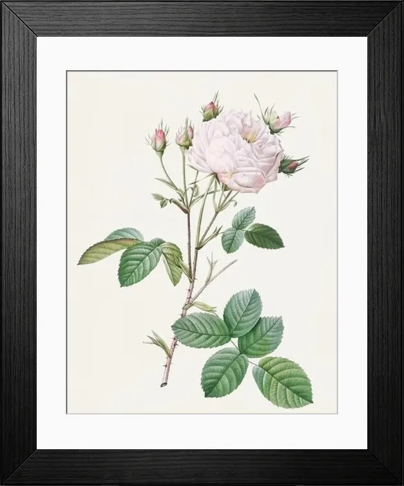 Framed Print : Beautiful Rose Flower illustration. Cabbage Rose Framed Print : Beautiful Rose Flower illustration. Cabbage Rose
