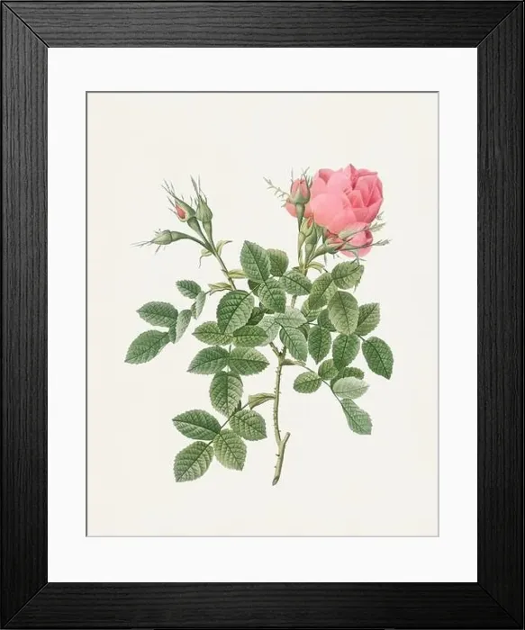 Framed Print : Beautiful Rose Flower illustration. Dwarf Four Seasons Rose Framed Print : Beautiful Rose Flower illustration. Dwarf Four Seasons Rose